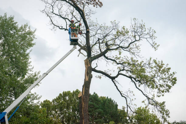 How Our Tree Care Process Works  in  North Granby, CT